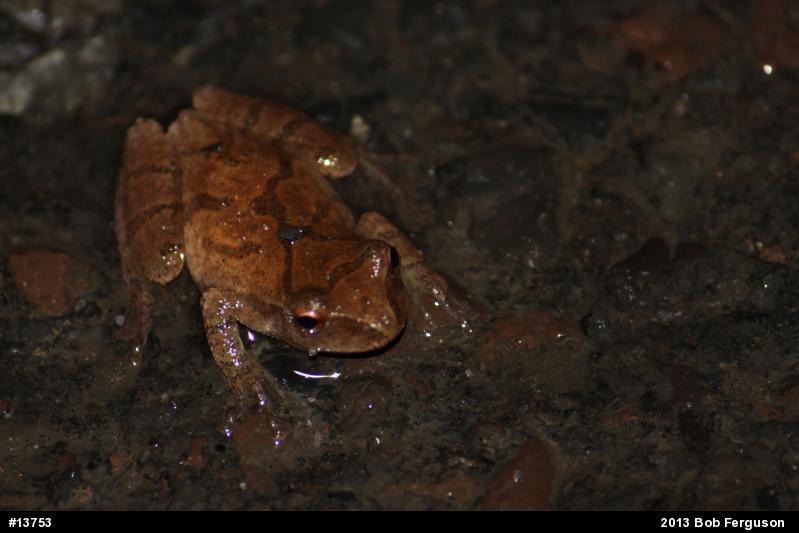 Spring Peeper