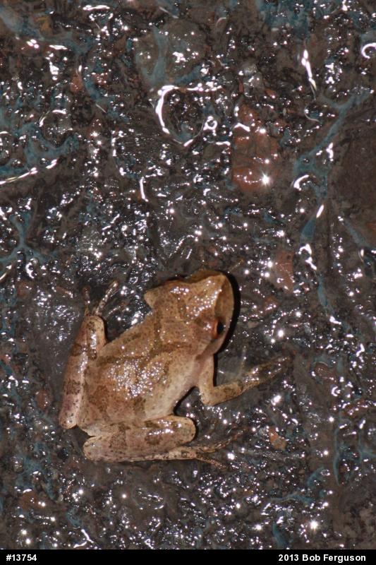 Spring Peeper