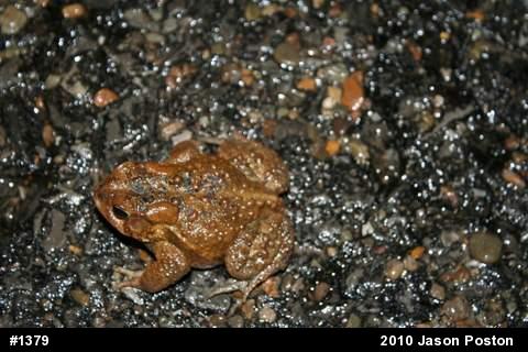 Eastern American Toad