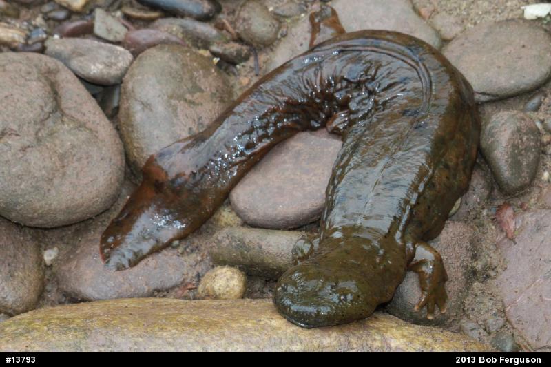 Eastern Hellbender