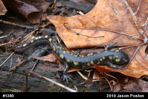 Spotted Salamander