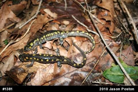 Spotted Salamander