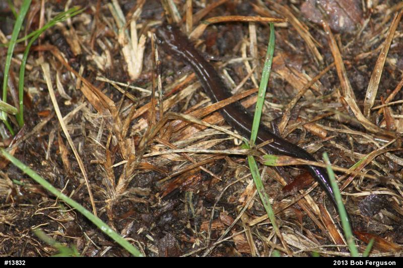 Eastern Red-backed  Salamander