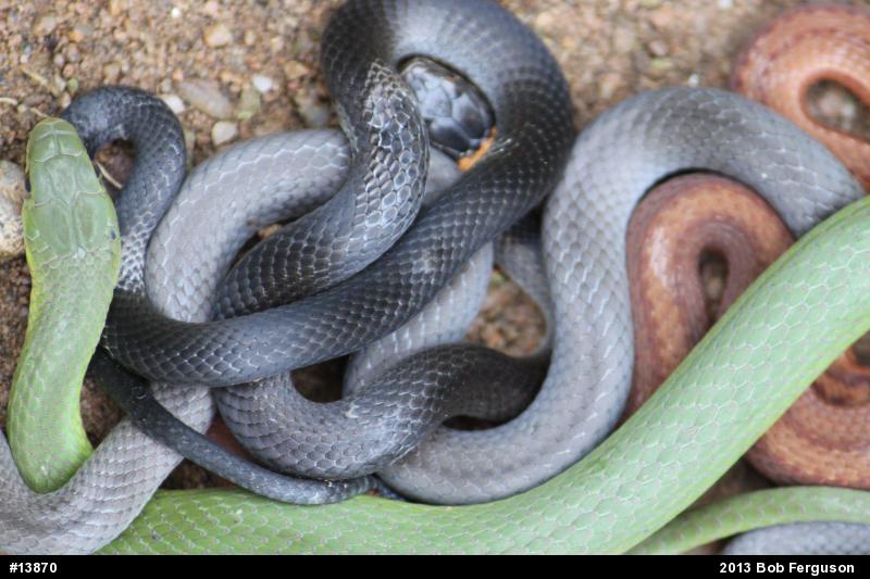 Northern Ring-necked Snake