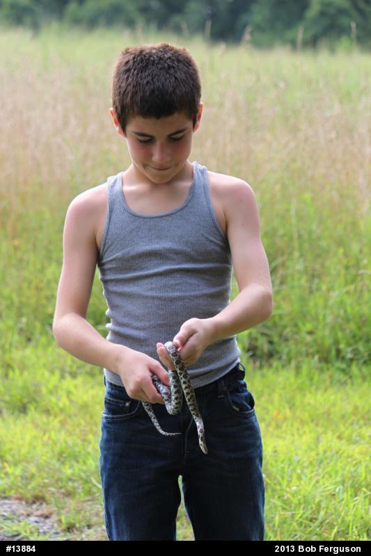 Eastern Milksnake