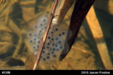 Spotted Salamander