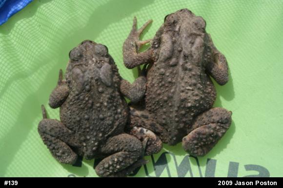 Eastern American Toad