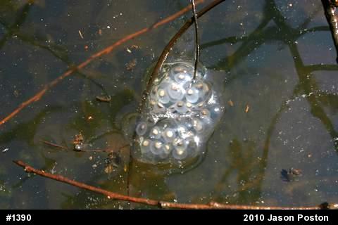 Spotted Salamander