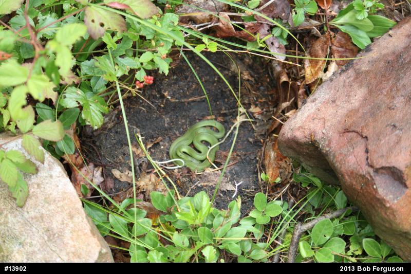Smooth Greensnake