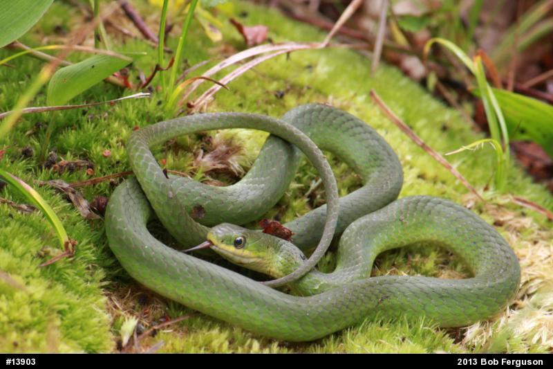 Smooth Greensnake