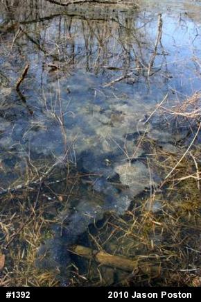 Wood Frog