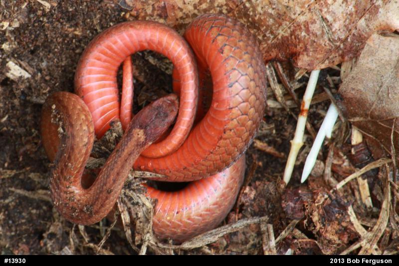 Red-bellied Snake