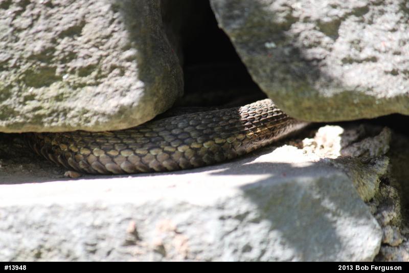 Eastern Gartersnake