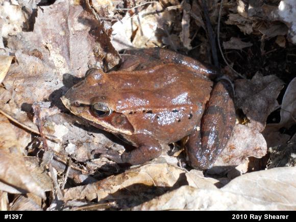 Wood Frog
