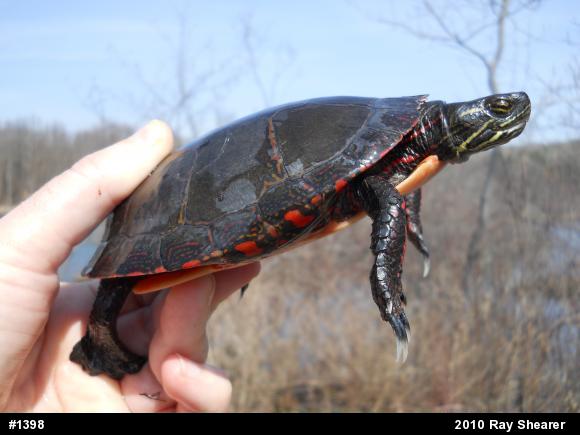 Midland Painted Turtle
