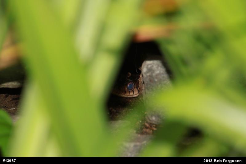 Eastern Gartersnake
