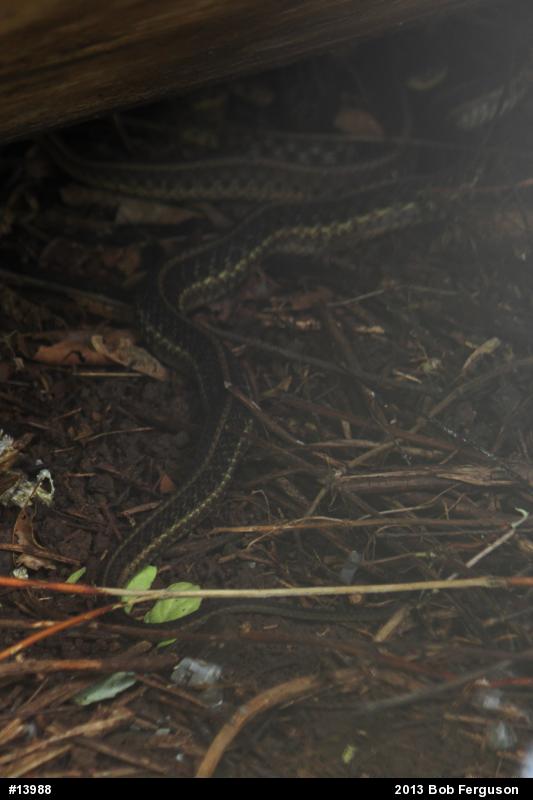 Eastern Gartersnake