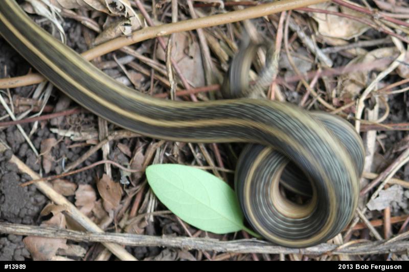 Eastern Gartersnake