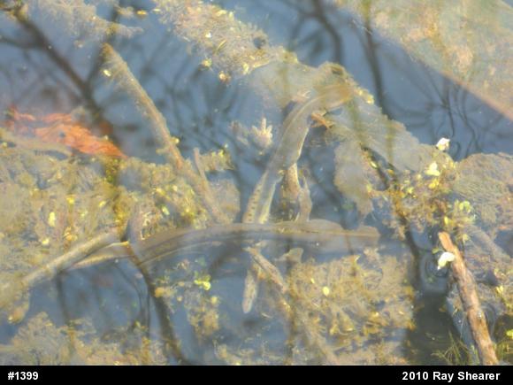 Red-spotted Newt