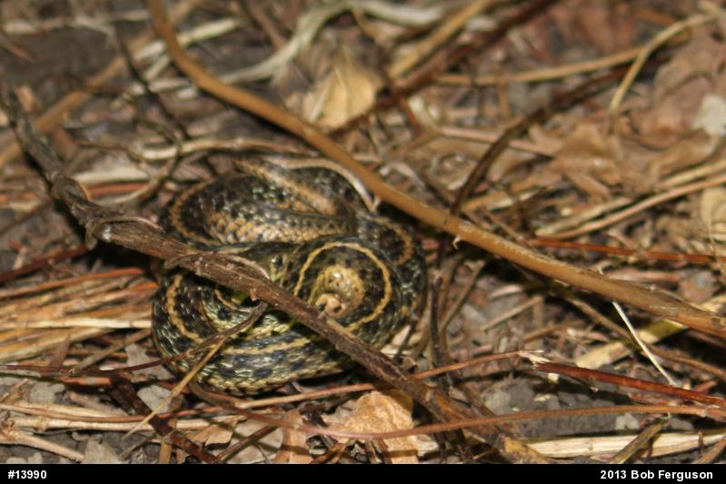 Eastern Gartersnake