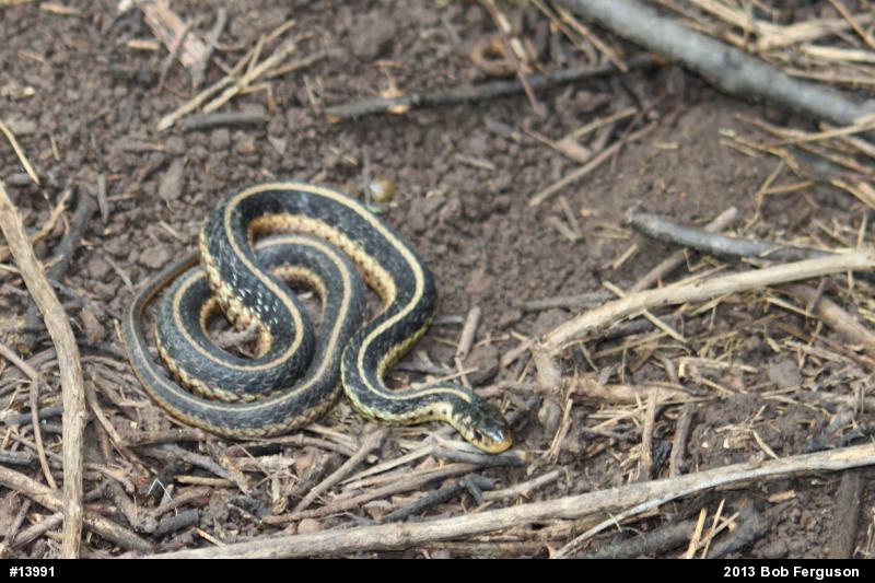Eastern Gartersnake