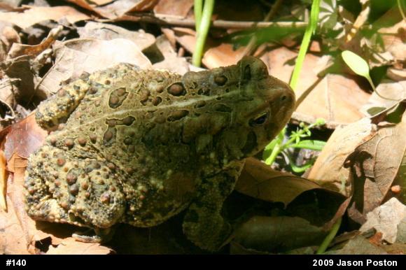 Eastern American Toad