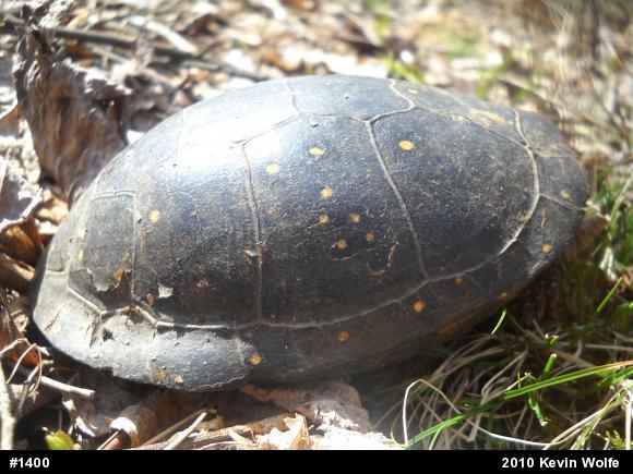Spotted Turtle