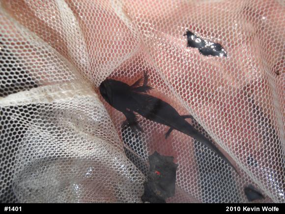 Marbled Salamander