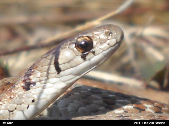 Dekay's Brownsnake