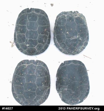 Spotted Turtle