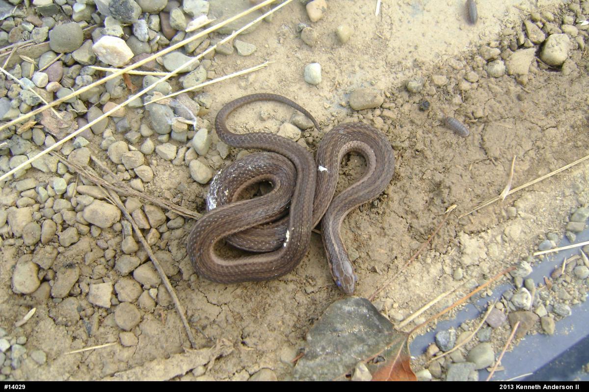 Shorthead Gartersnake