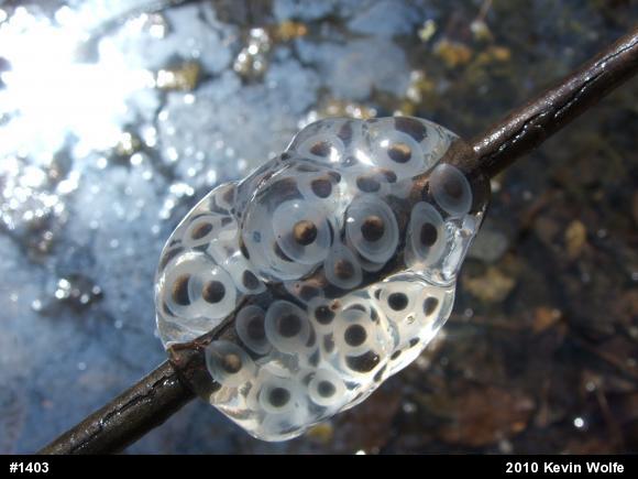 Spotted Salamander