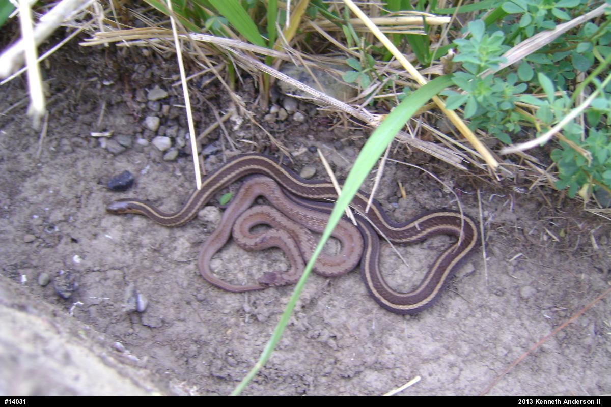 Dekay's Brownsnake
