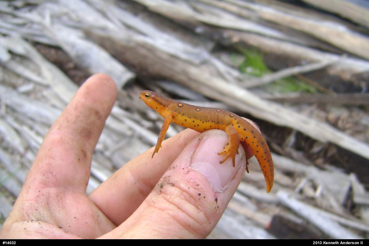Red-spotted Newt