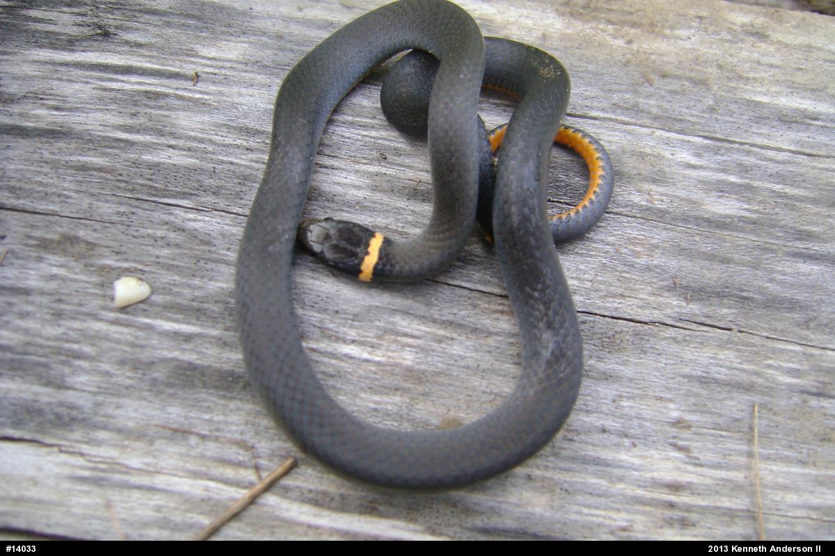 Northern Ring-necked Snake