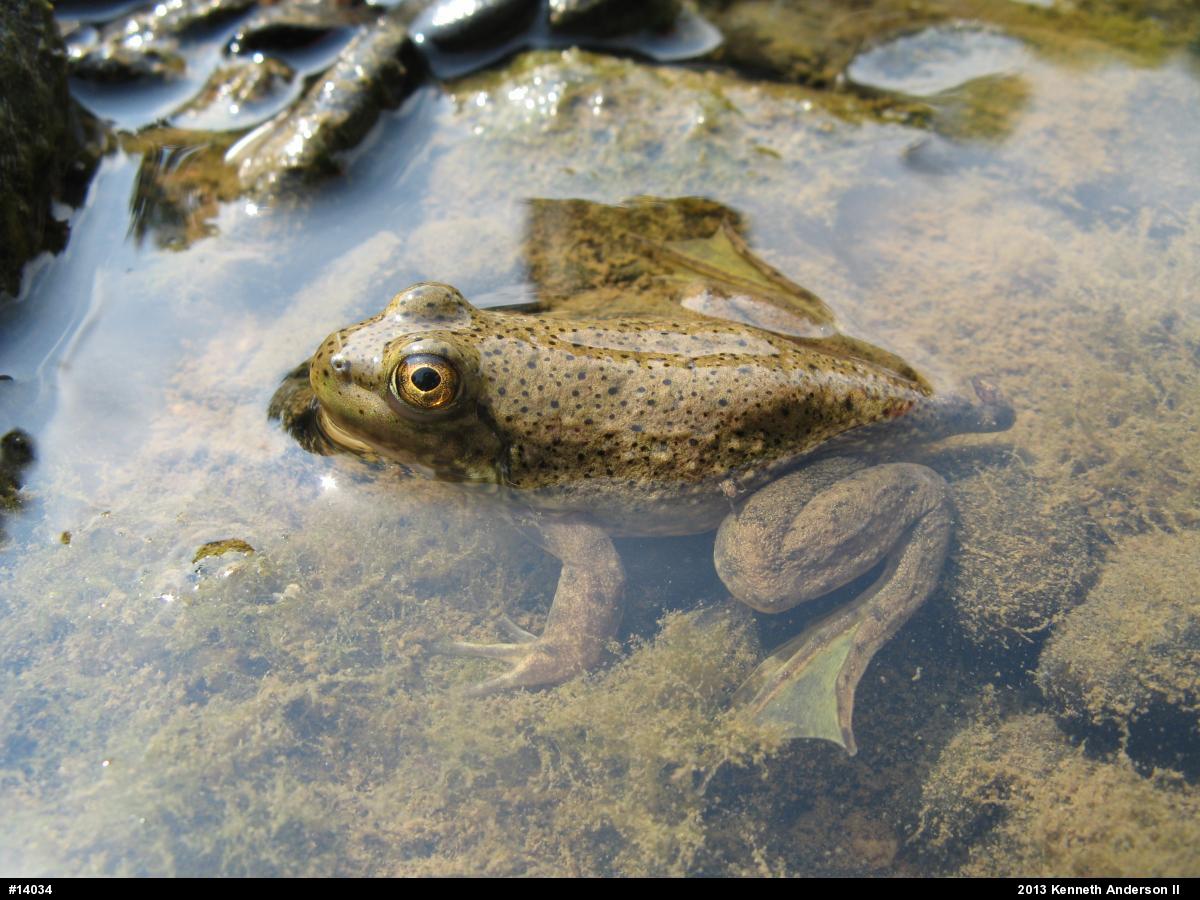 American Bullfrog
