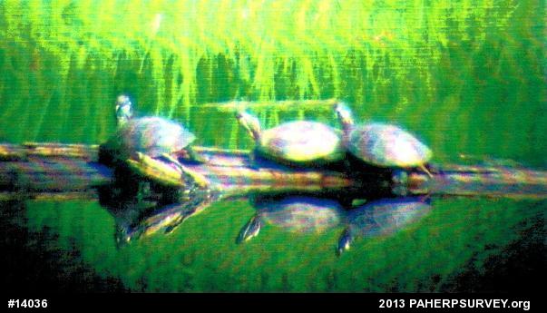 Eastern Painted Turtle