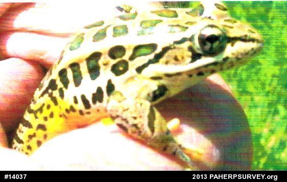Pickerel Frog