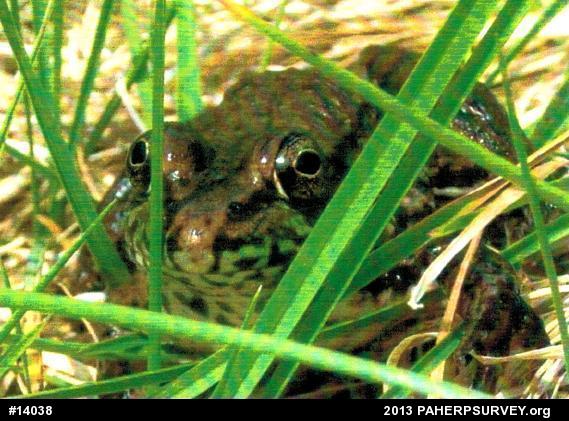 Green Frog