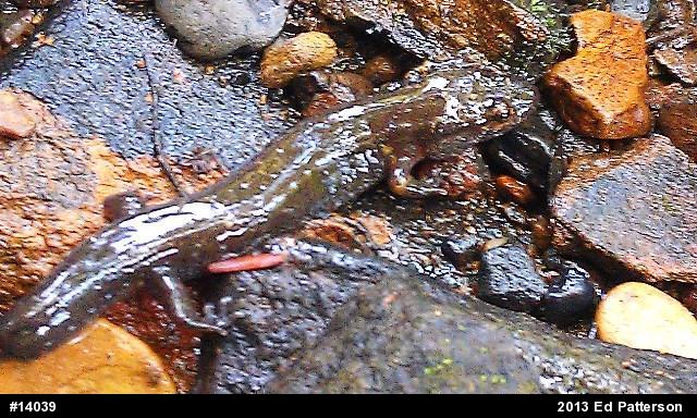 Northern Dusky Salamander