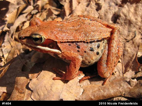 Wood Frog