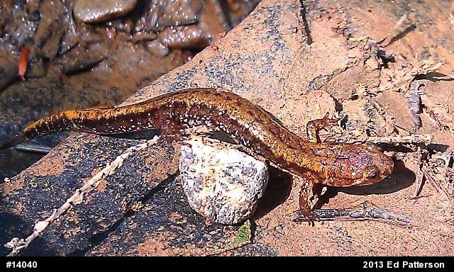 Allegheny Mountain Dusky Salamander