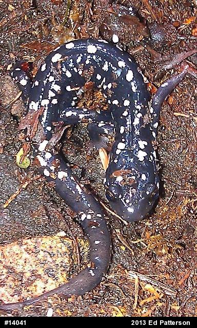 Northern Slimy Salamander