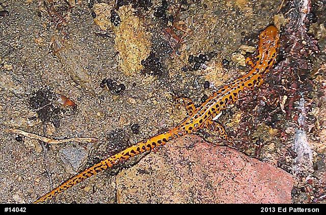Eastern Long-tailed Salamander