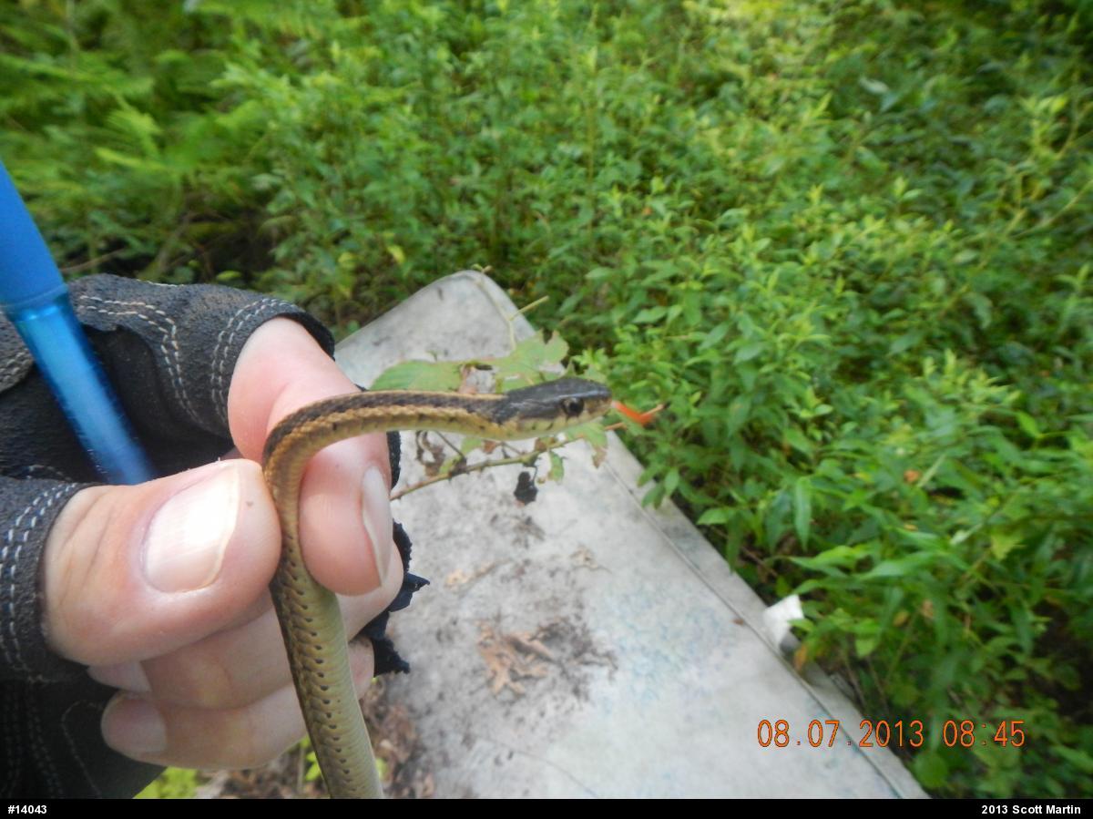Eastern Gartersnake