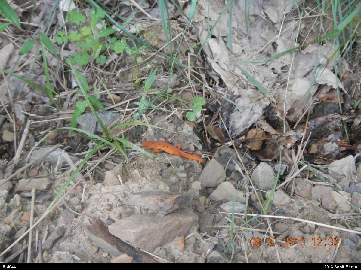 Red-spotted Newt