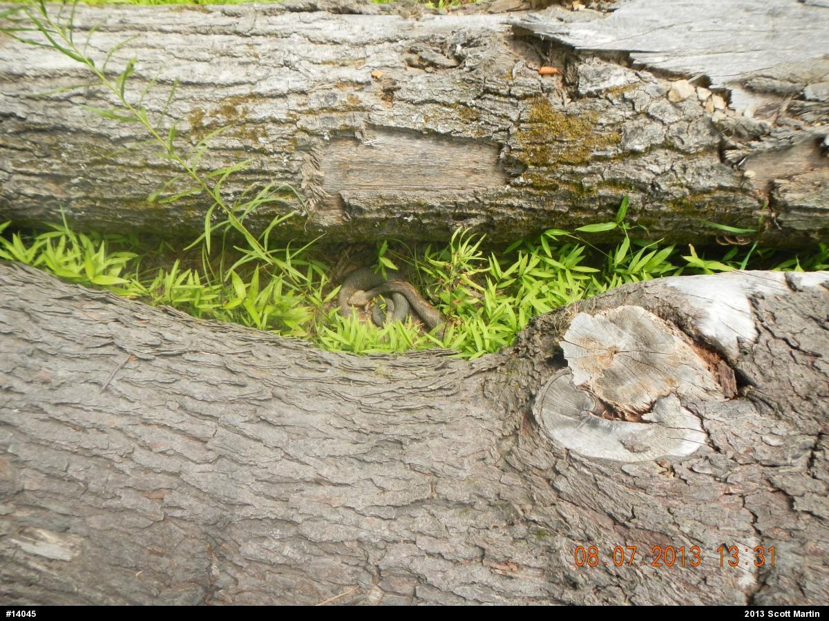 Timber Rattlesnake