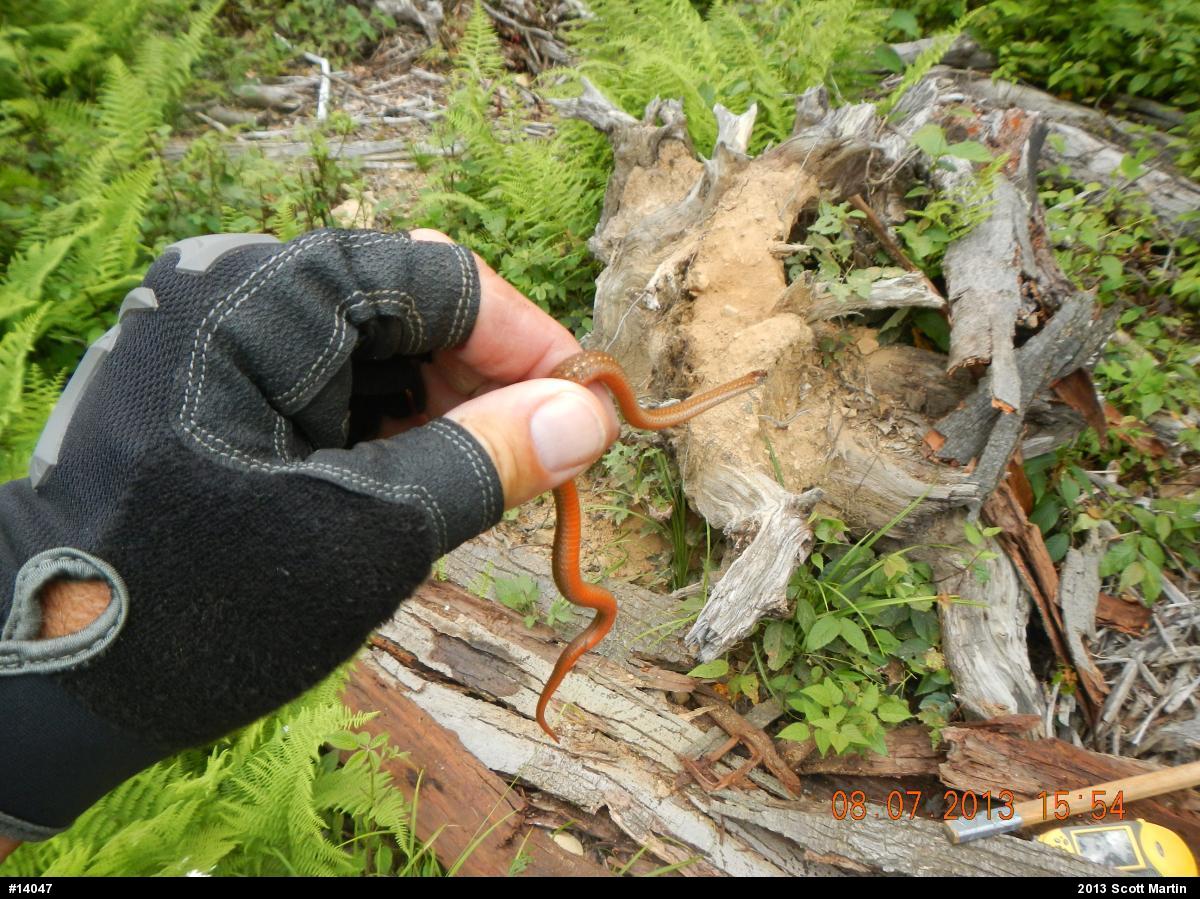 Red-bellied Snake