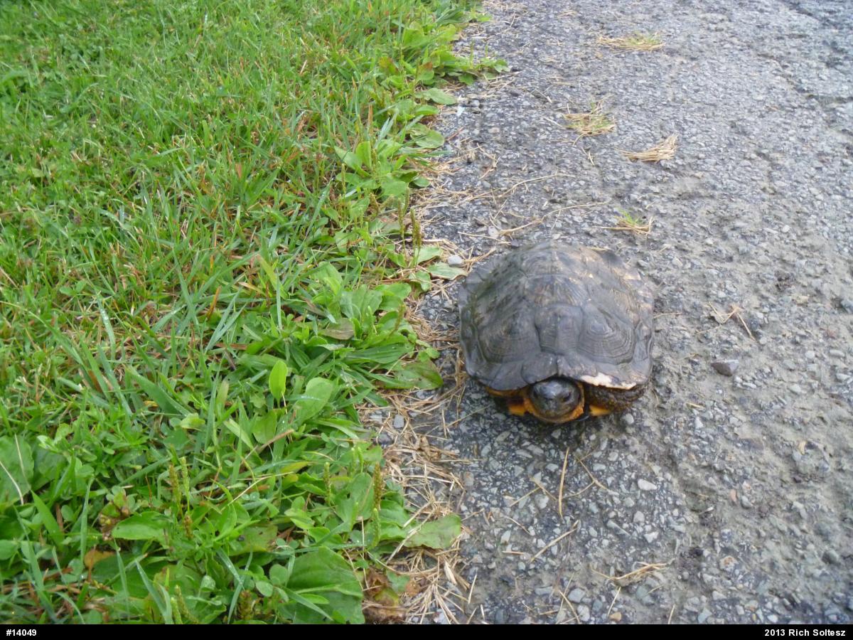 Wood Turtle