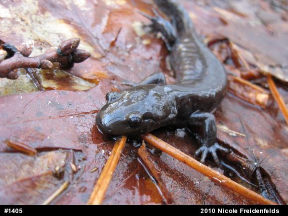 Jefferson Salamander